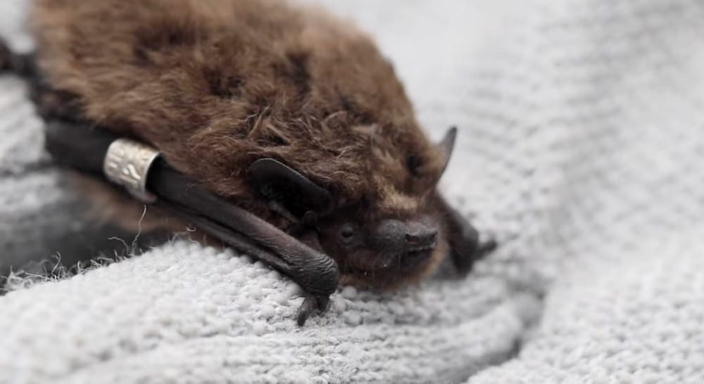 Raising Awareness About the Catlins Bat Project